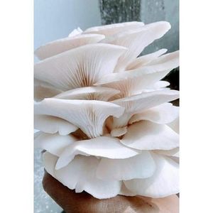 Mushroom world Mushroom world