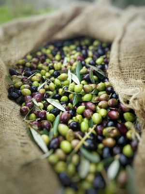 Velmachos Olive Oil Velmachos Olive Oil