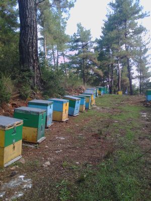 melivrasna melivrasna