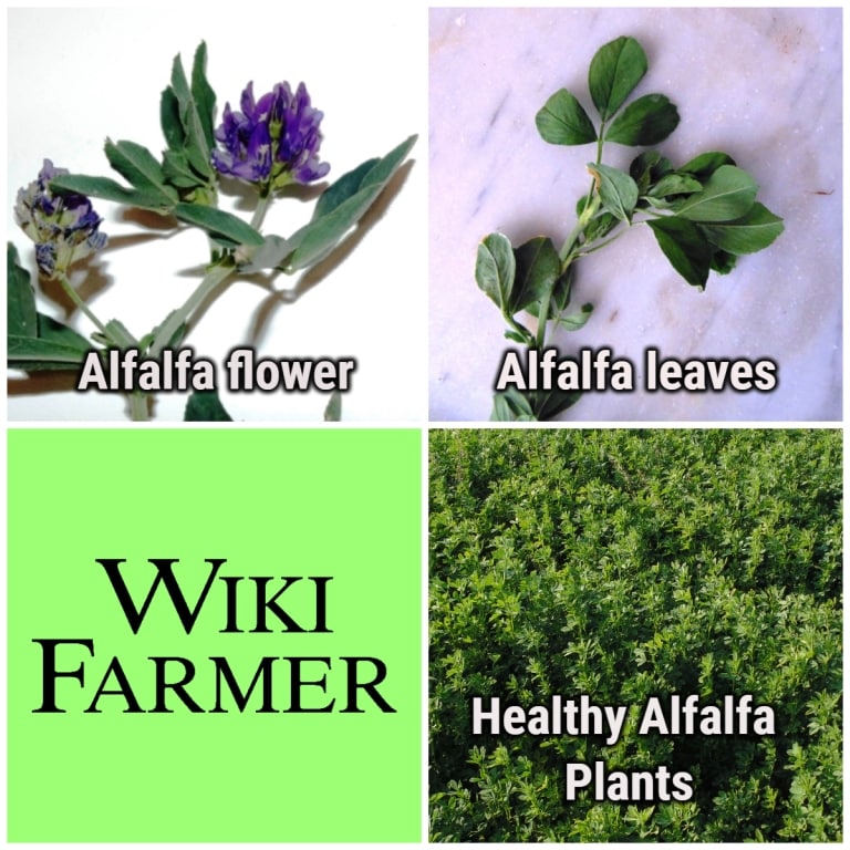 Alfalfa Plant Information Wikifarmer