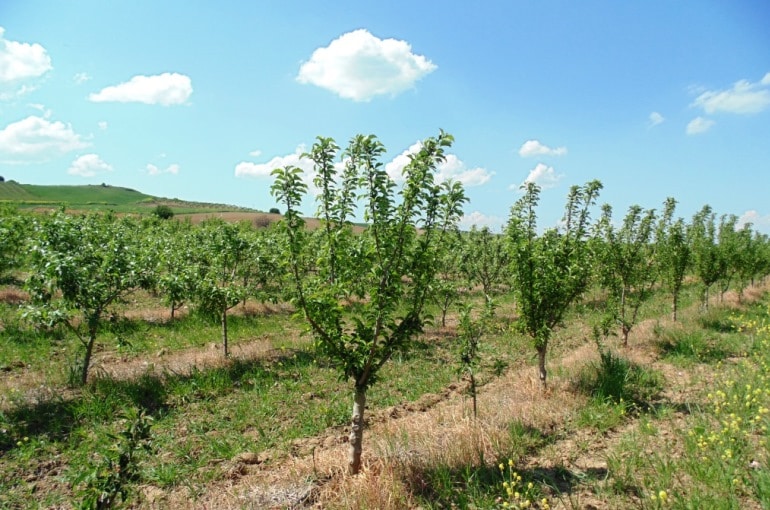 المناخ اللازم لزراعة شجرة التفاح Wikifarmer