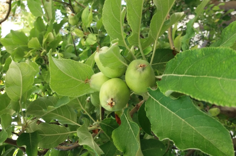 حصاد شجرة التفاح وانتاجها Wikifarmer