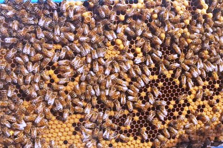 Principales enfermedades de las abejas - Wikifarmer