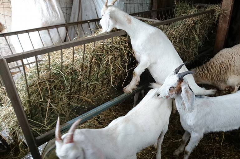 Goat Care Basics