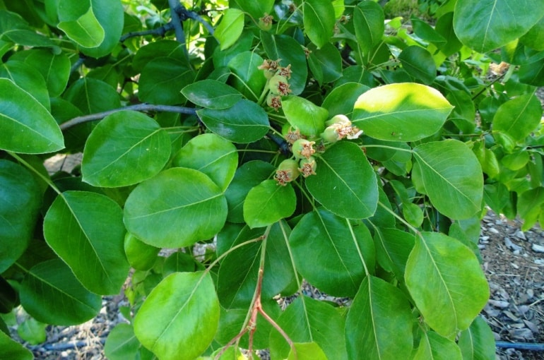 Pear Tree Fertilizer Requirements - کود مناسب نهال گلابی دوچی چیست ؟