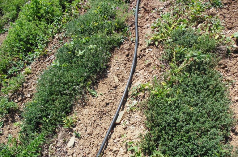 Thyme Water Requirements Wikifarmer