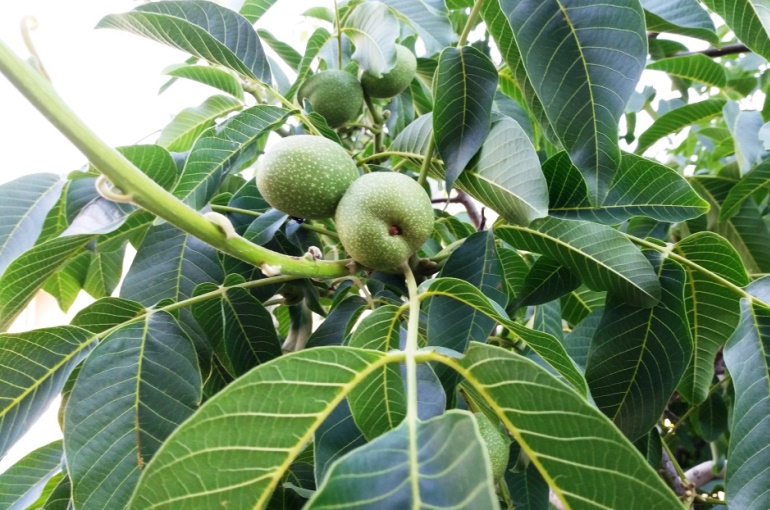 Walnut Tree Fertilization - کود مناسب نهال گردو چیست ؟