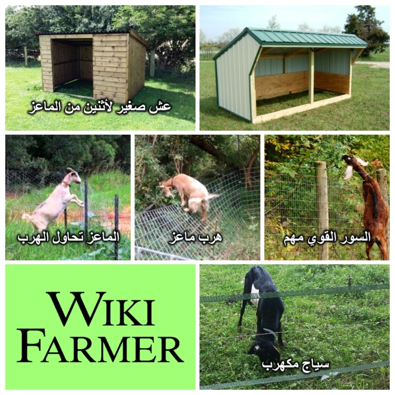 مأوى الماعز بناء مزرعة الماعز Wikifarmer