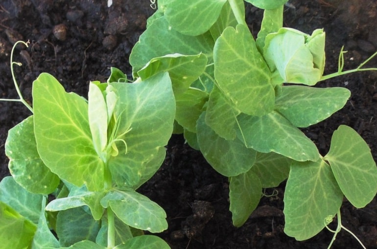 Cómo Cultivar Chícharo - Wikifarmer