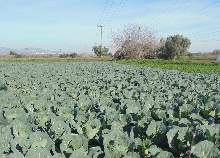 كيف ينمو الكرنب Cabbage الدليل الكامل لنمو الكرنب من الب ذر إلى الحصاد Wikifarmer