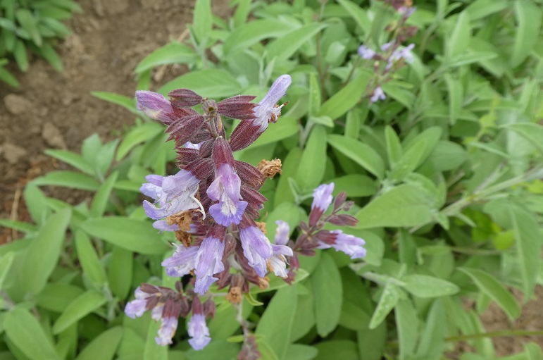 8 Facts About Sage You Probably Ignored Wikifarmer,How To Keep White Shirts White