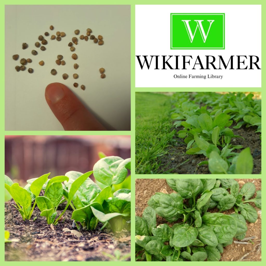 كيفية زراعة السبانخ من البذور إلى الحصاد Wikifarmer