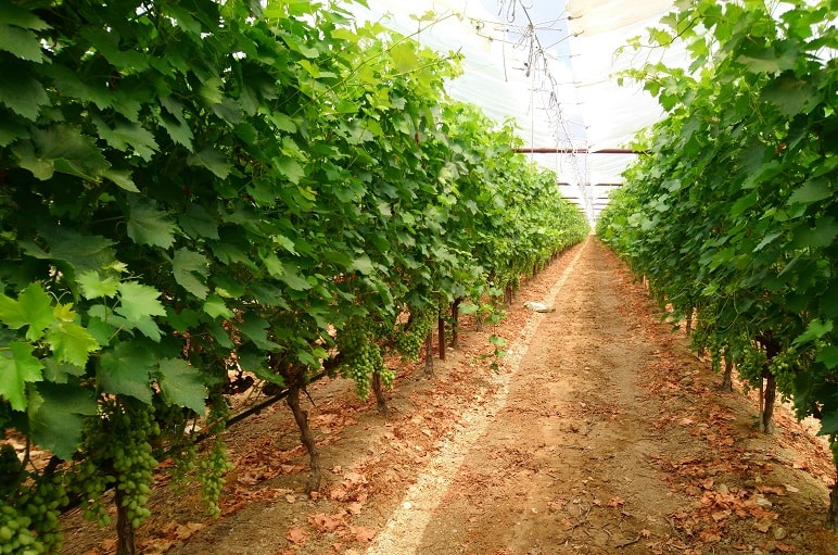 كيفية زراعة العنب بكميات من أجل الربح دليل مزارع العنب التجارية Wikifarmer